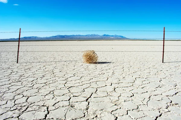 Sıcak kuru çölde Tumbleweed 