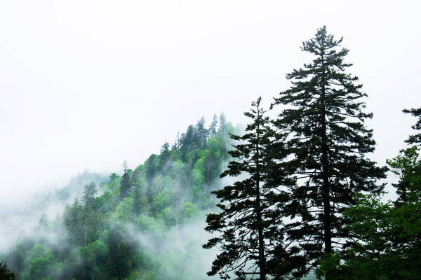 Great Smoky Mountains National Park, Foggy Rolling Hills and Green Trees  