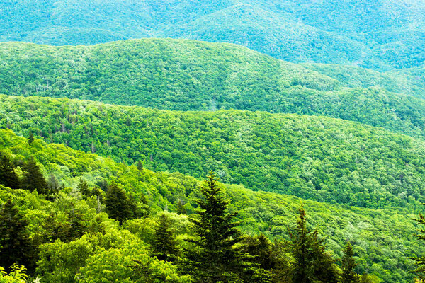 Great Smoky Mountains National Park, Foggy Rolling Hills and Green Trees  