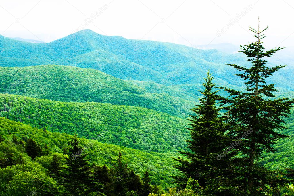 Great Smoky Mountains National Park, Foggy Rolling Hills and Green Trees  