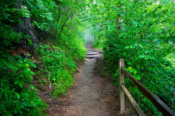 Národní Park Velký Smoky Mlhavé Horské Kopce Zelené Stromy — Stock fotografie