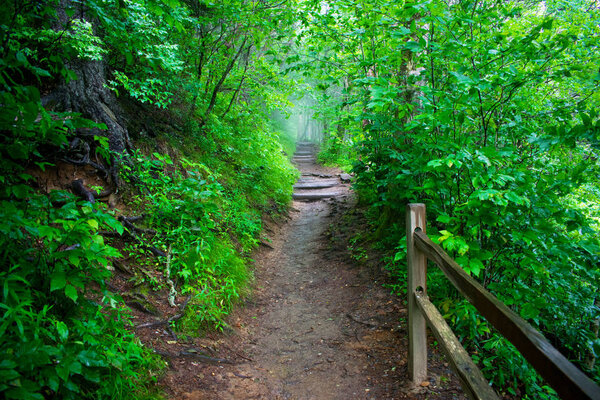 Great Smoky Mountains National Park, Foggy Rolling Hills and Green Trees  