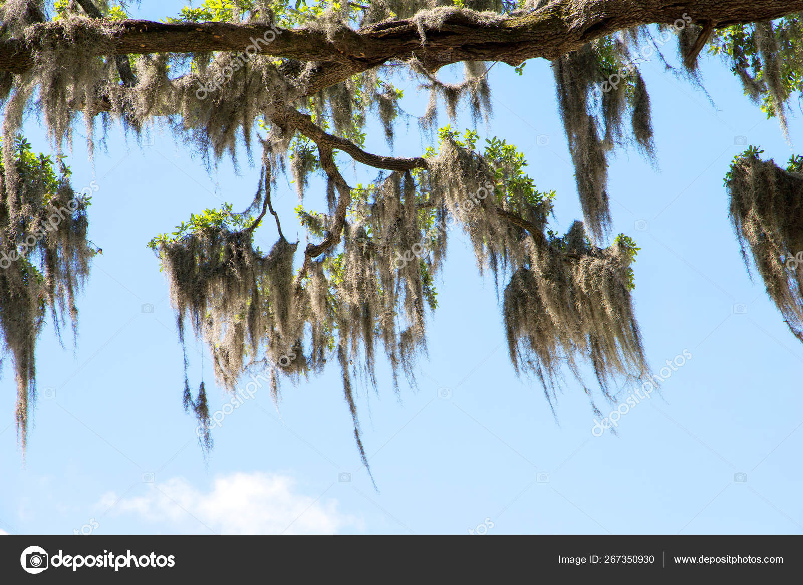 Moss Español Los Árboles Savannah Georgia Humedales Pantano — Foto de stock  #267350930 © jeremyn, image size:1600x1167