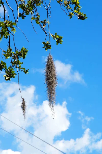 Musgo Espanhol Nas Árvores Savannah Georgia Wetlands Pântano — Fotografia de Stock