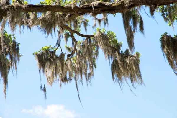 Moss Español Los Árboles Savannah Georgia Humedales Pantano — Foto de Stock