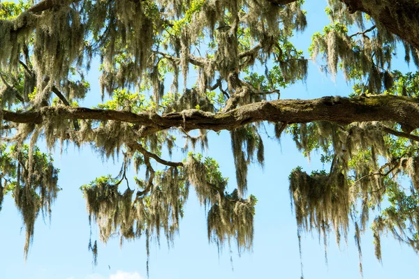 Muschio Spagnolo Tra Gli Alberi Savannah Georgia Zone Umide Paludi — Foto Stock