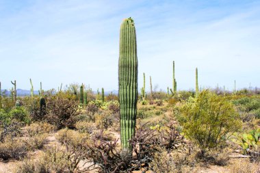 Kuru çöl toprağında yeşil kaktüsler