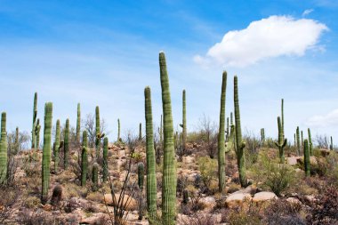 Kaktüsü ve çalısı olan terk edilmiş bir yer.