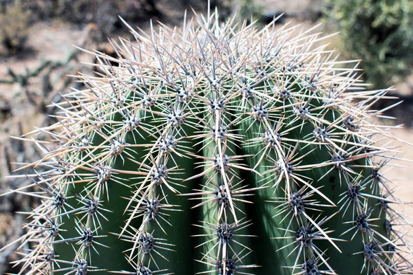 Close View Van Groene Cactus Met Enorme Naalden — Stockfoto