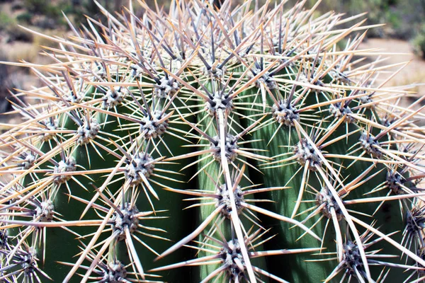Vista Vicino Del Cactus Verde Con Aghi Enormi — Foto Stock