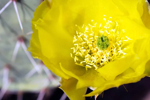 Schließen Sie Die Ansicht Der Leuchtend Gelben Blume — Stockfoto