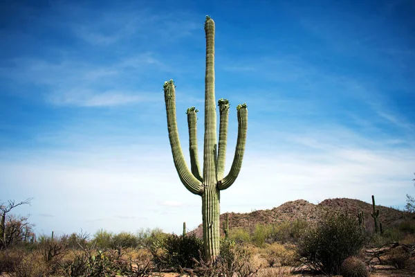 Elhagyatott Hely Kaktuszokkal Bokrokkal — Stock Fotó