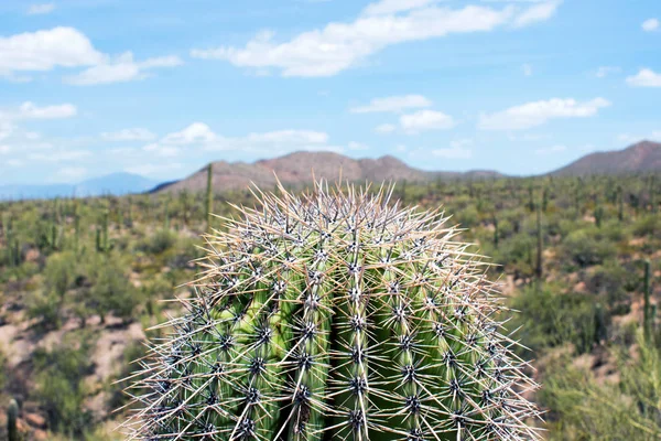 Close View Green Cactus Huge Needles — Stock Photo, Image