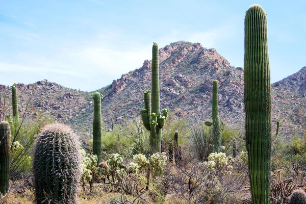 Green cacti in dry desert soil