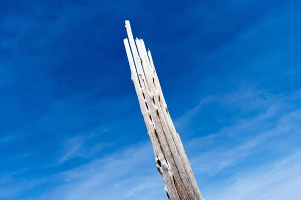 Dried Broken Tree Deserted Place — Stock Photo, Image