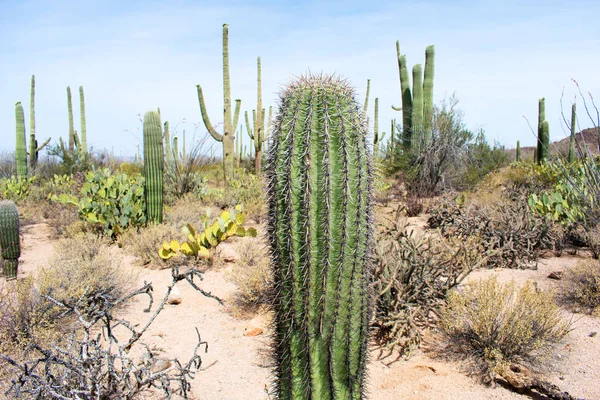 Zöld Kaktuszok Száraz Sivatagi Talajban — Stock Fotó