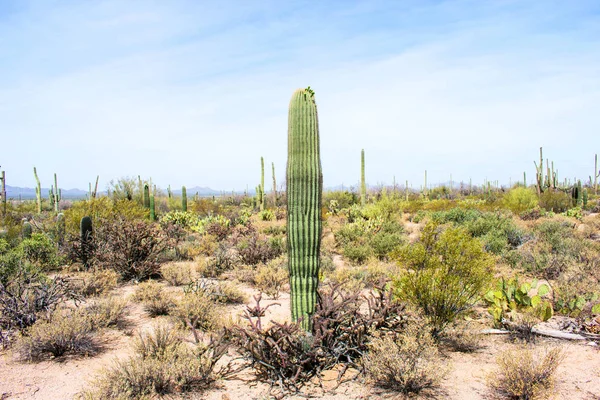 Green Cacti Dry Desert Soil — Stock Photo, Image