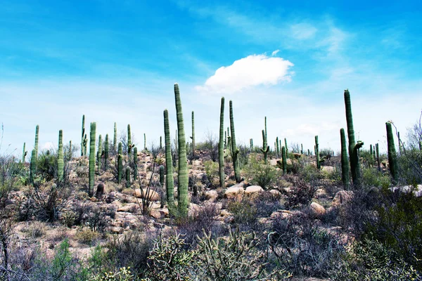 Grüne Kakteen Trockenem Wüstenboden — Stockfoto