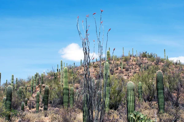 Opuszczone Miejsce Kaktusami Krzewami — Zdjęcie stockowe