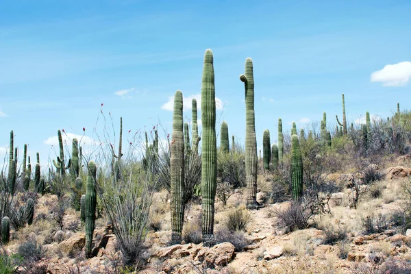 Posto Deserto Con Cactus Arbusti Rocky Valley — Foto Stock