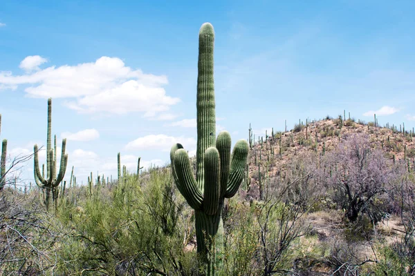 Deserted Place Cacti Shrubs Rocky Valley — Stock Photo, Image