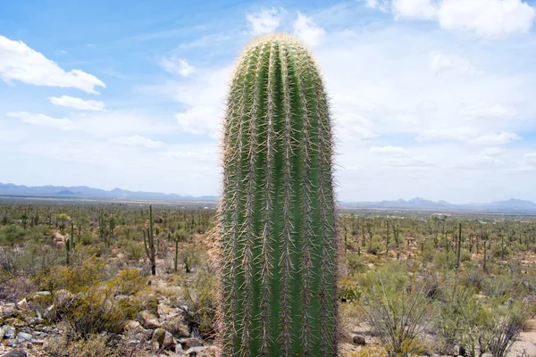 Lugar Desierto Con Cactus Arbustos Rocky Valley —  Fotos de Stock