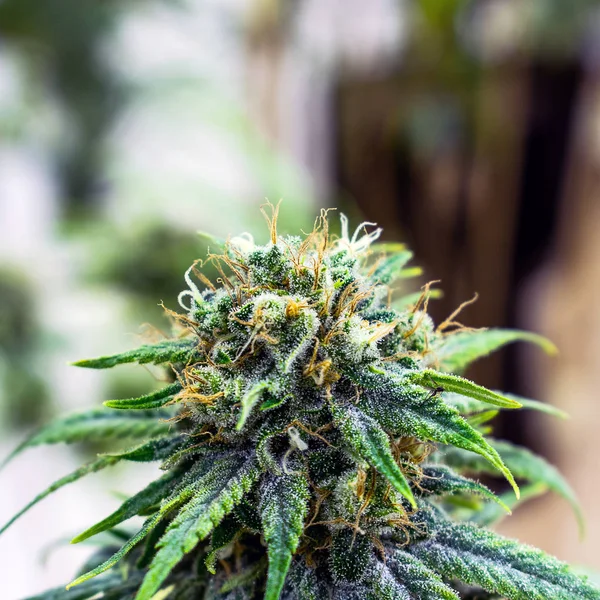 Medicinale Cannabis Groeit Groene Tuin — Stockfoto