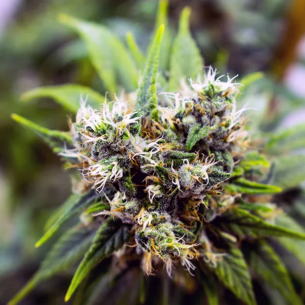 Close View Marijuana Buds Leaves — Stock Photo, Image