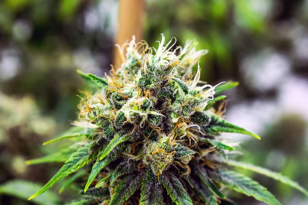 Medicinal Cannabis Growing Green Garden — Stock Photo, Image