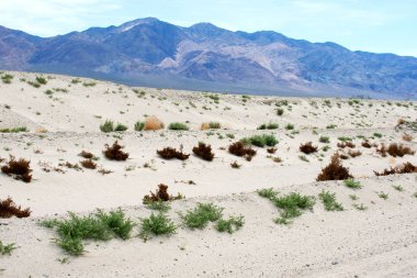 Arka planında bulanık dağlar olan yeşil küçük bitkilerle Savannah.