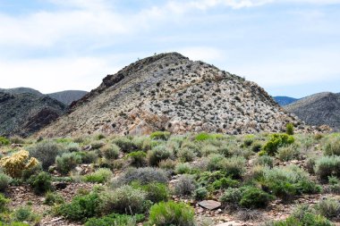 Bitkilerle kaplı tepe manzarası