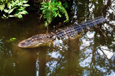 Timsah nehir suyunda dinleniyor.