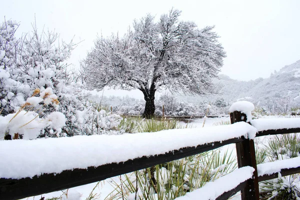 Garden Fence Trees Covered White Snow — Stock Photo, Image