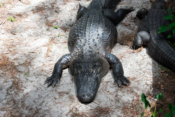 Crocodiles Basking Sun — Stock Photo, Image