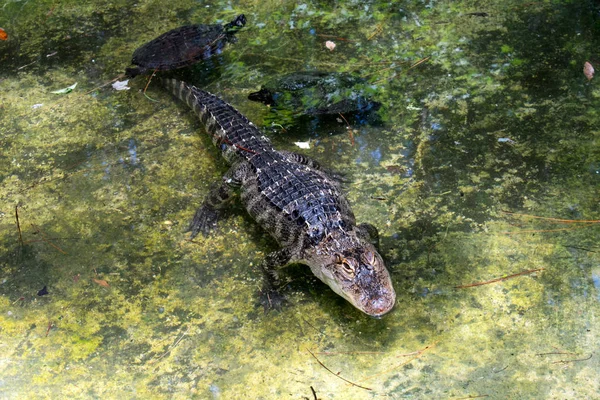 Krokodil Met Schildpadden Ondiep Water — Stockfoto