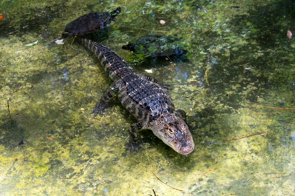 Crocodile Turtles Shallow Water — 스톡 사진