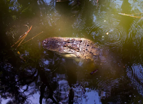 Crocodilo Descansando Água Rio — Fotografia de Stock