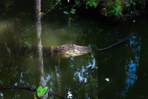 Krokodil Pihen Folyóvíz — Stock Fotó