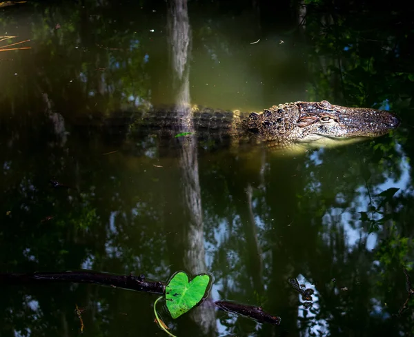Krokodil Rustend Rivierwater — Stockfoto
