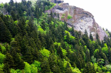 güzel dağ yamacında büyüyen yeşil ağaçlar, Appalachian dağ sırası  