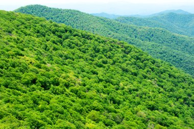 uzun manzaralı güzel haddeleme yeşil tepeler ve dağlar, Appalachian dağ
