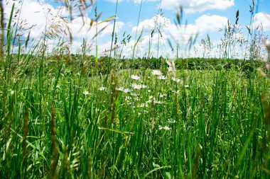 Yeşil alanda yetişen bitkilerin yakın görüntüsü