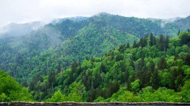 Yeşil ağaçlı bahar dağları