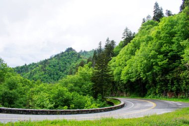 Parlak yeşil ağaçlı doğa manzarası