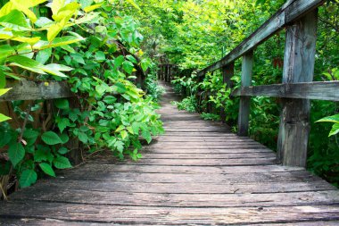 güzel yeşil bitki örtüsü arasında korkuluklar ile ahşap geçit yüzey seviyesi 