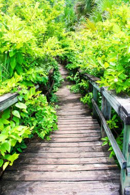 güzel yeşil bitki örtüsü arasında korkuluklar ile boş ahşap köprü 