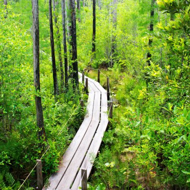 güzel ormanda yeşil bitkiler arasında ahşap geçit yüksek açı görünümü 