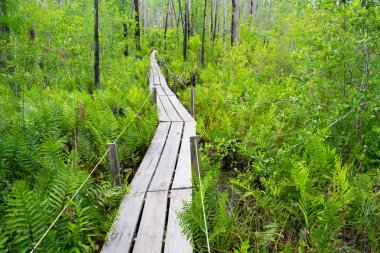 doğal yeşil ormanda boş ahşap köprü