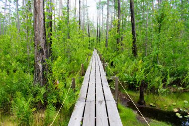 güzel yeşil ormanda boş ahşap köprü