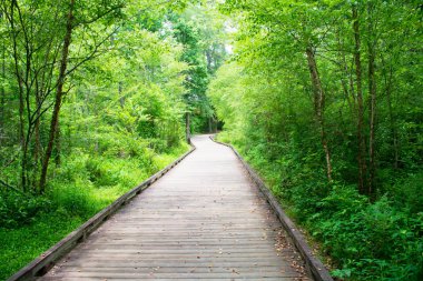 doğal yeşil ormanda boş ahşap geçit 